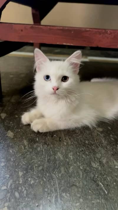 Persian Kitten Female ( FOR SALE )