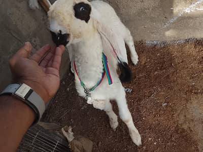 sheep