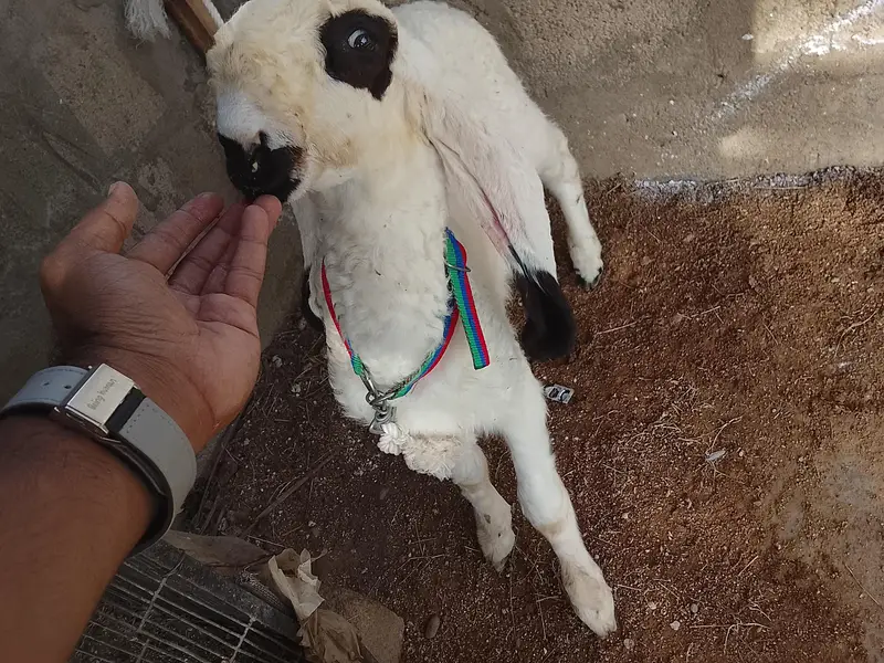 sheep