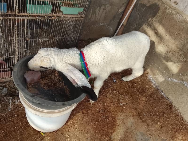 sheep 1