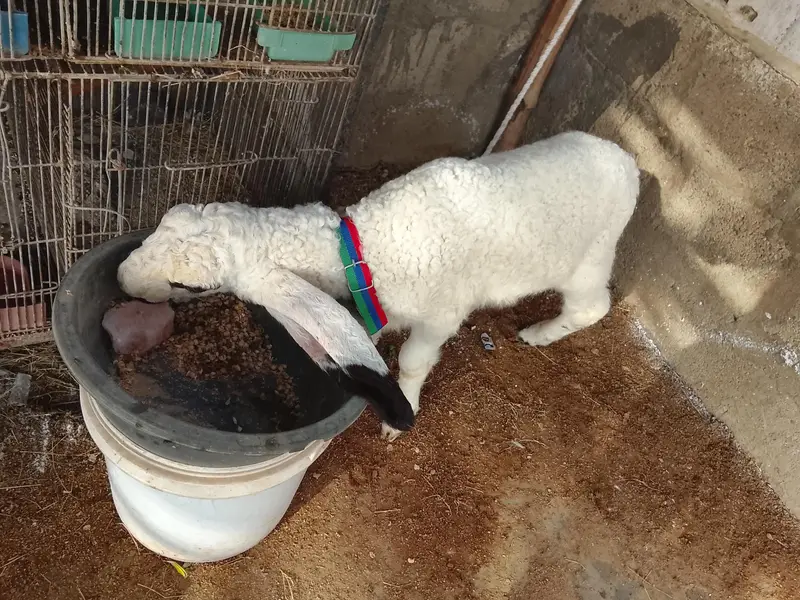 sheep — photo 2