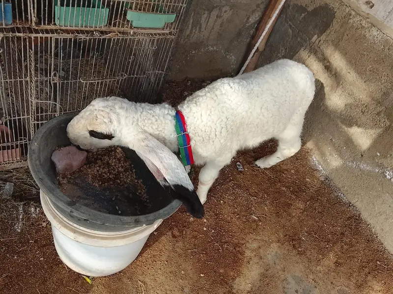 sheep — photo 3