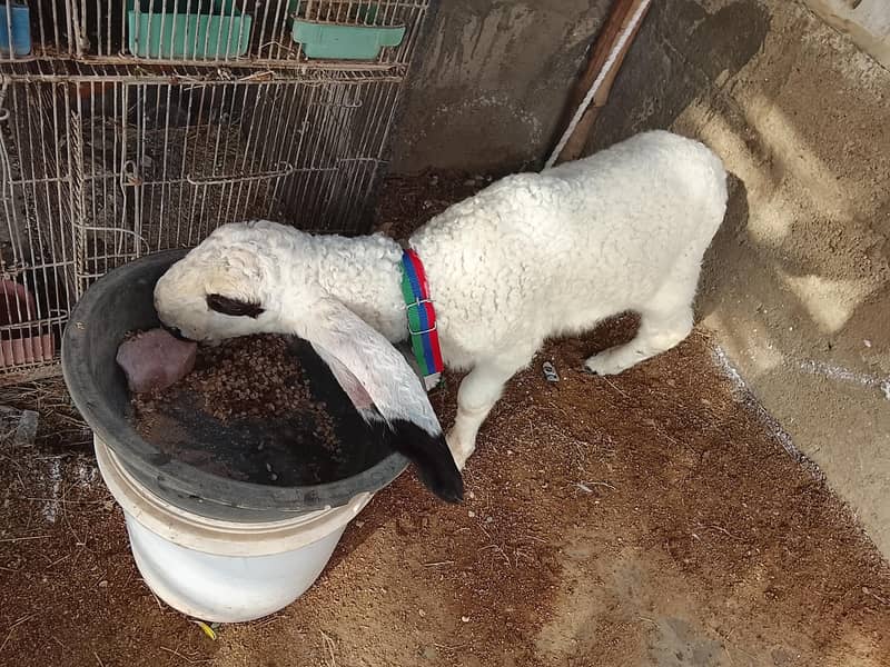 sheep 3