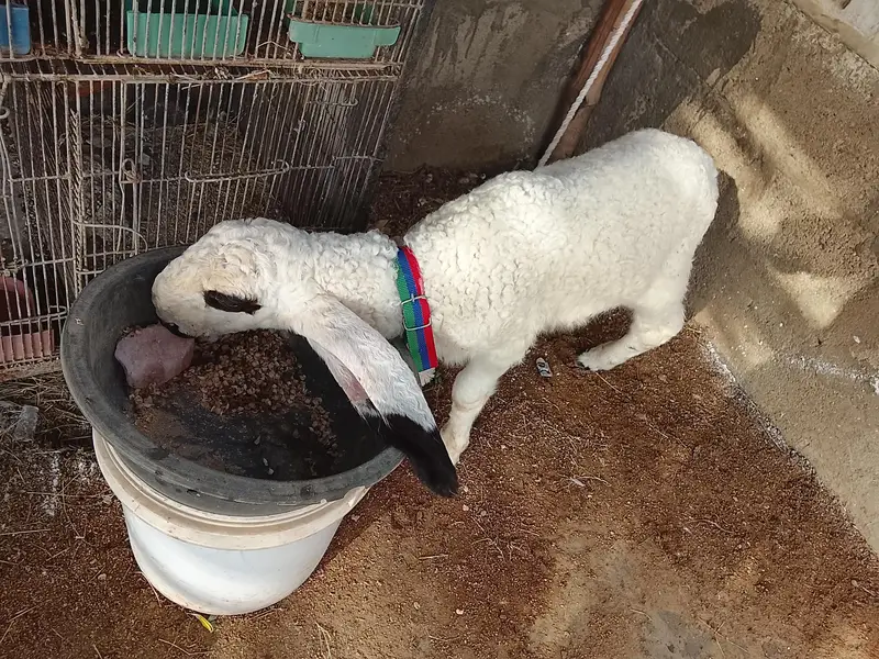 sheep — photo 4