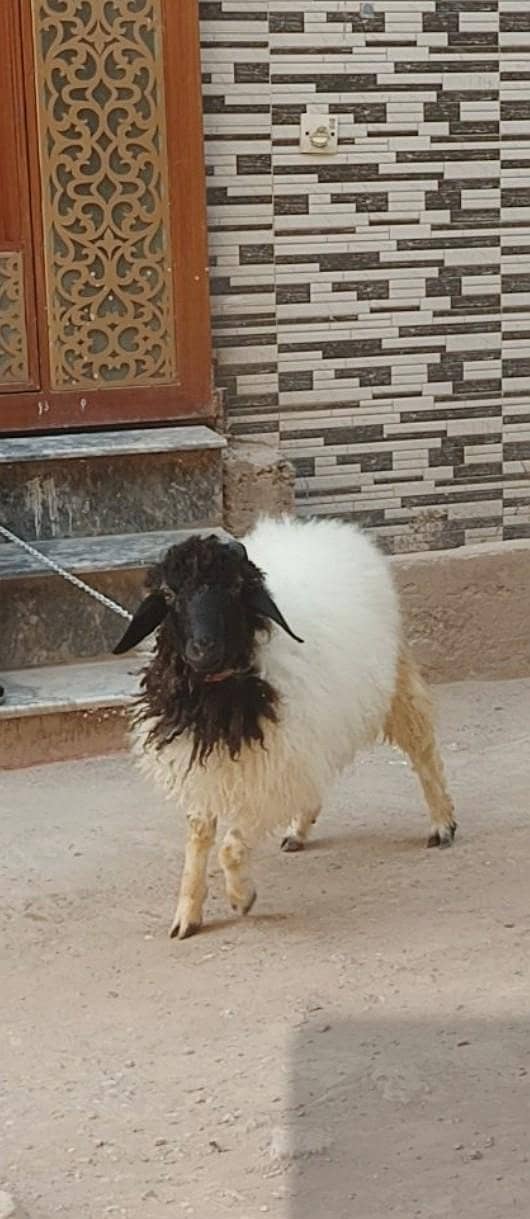 sheep 0