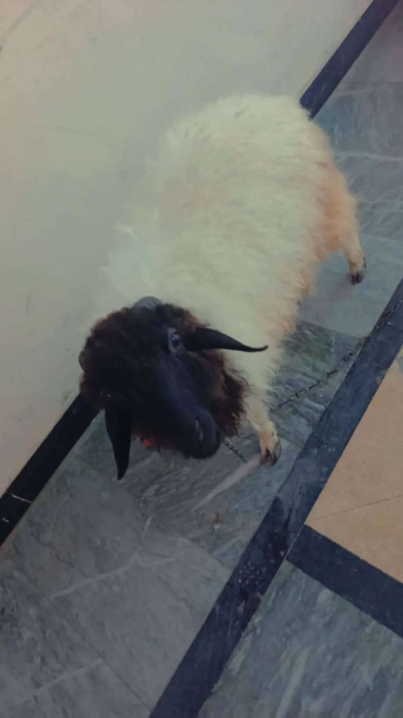 sheep 1