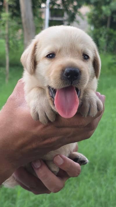 Labrador Puppy