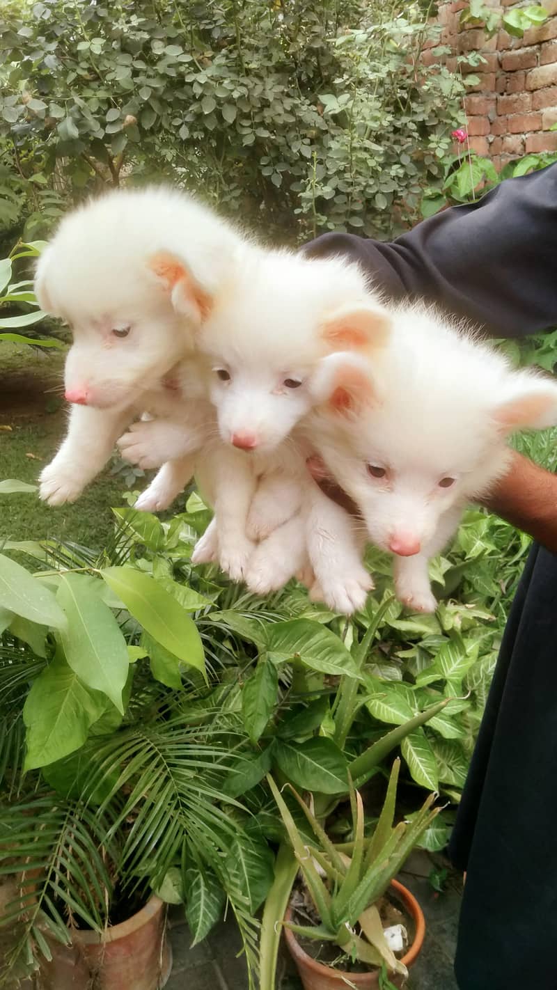 our cute little fluffy dog babies 1