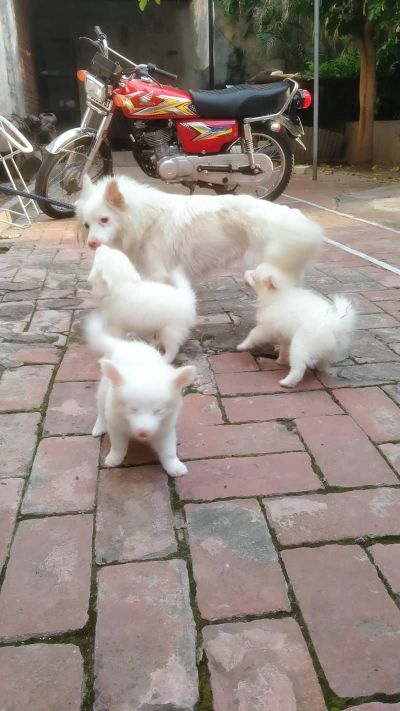 our cute little fluffy dog babies 2