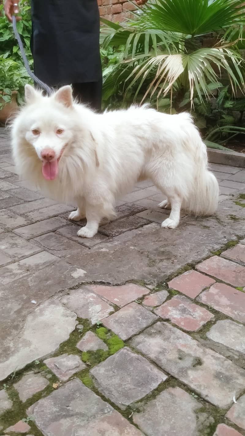 our cute little fluffy dog babies 3