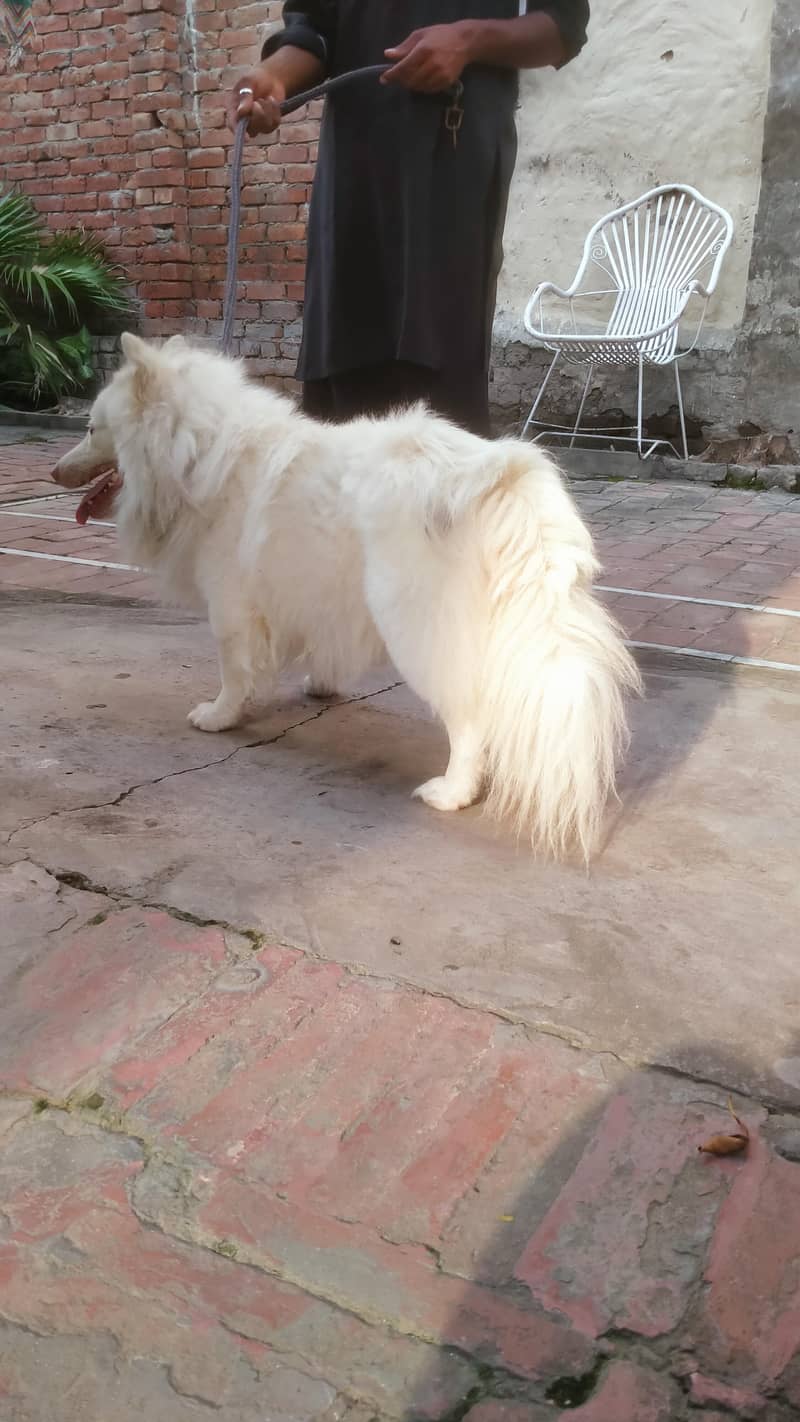 our cute little fluffy dog babies 4