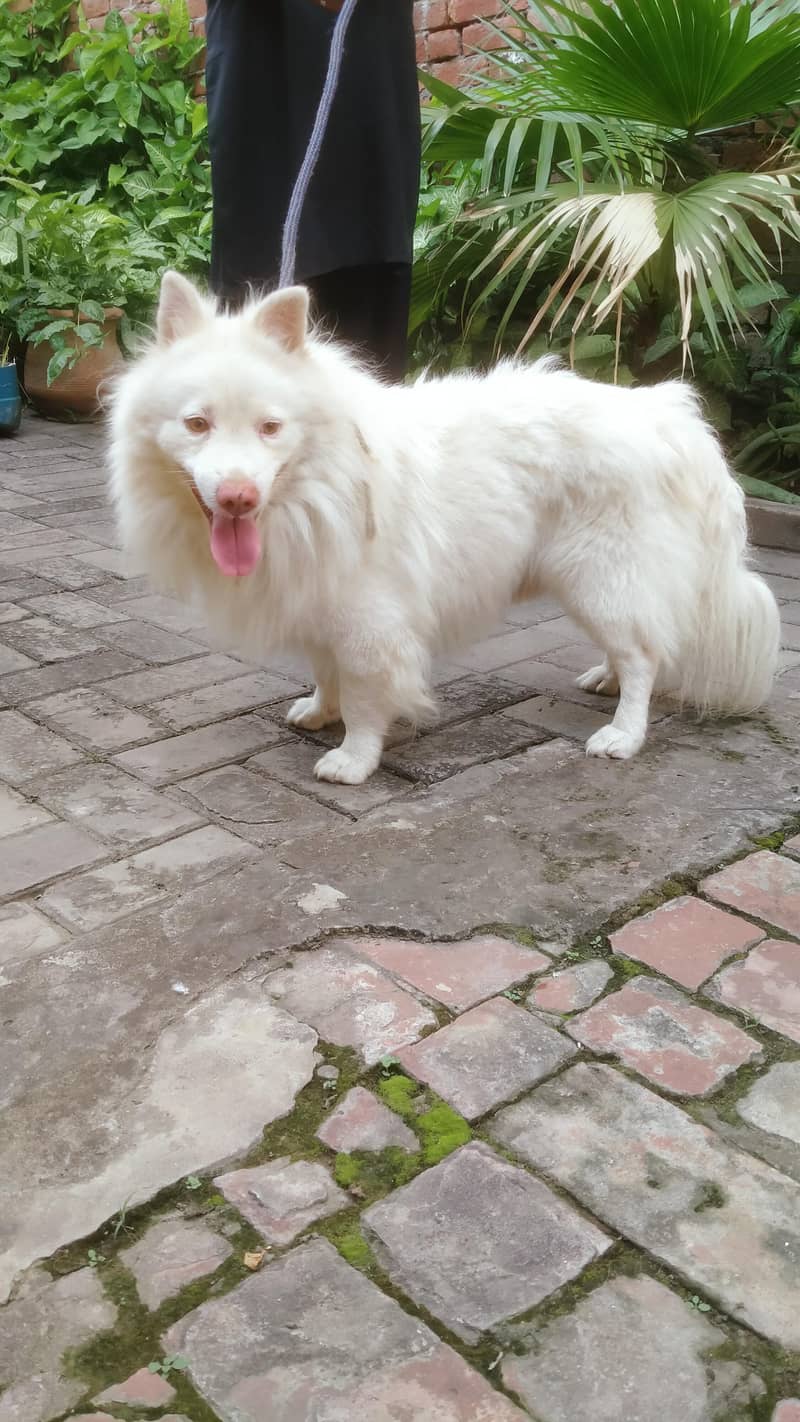 our cute little fluffy dog babies 5