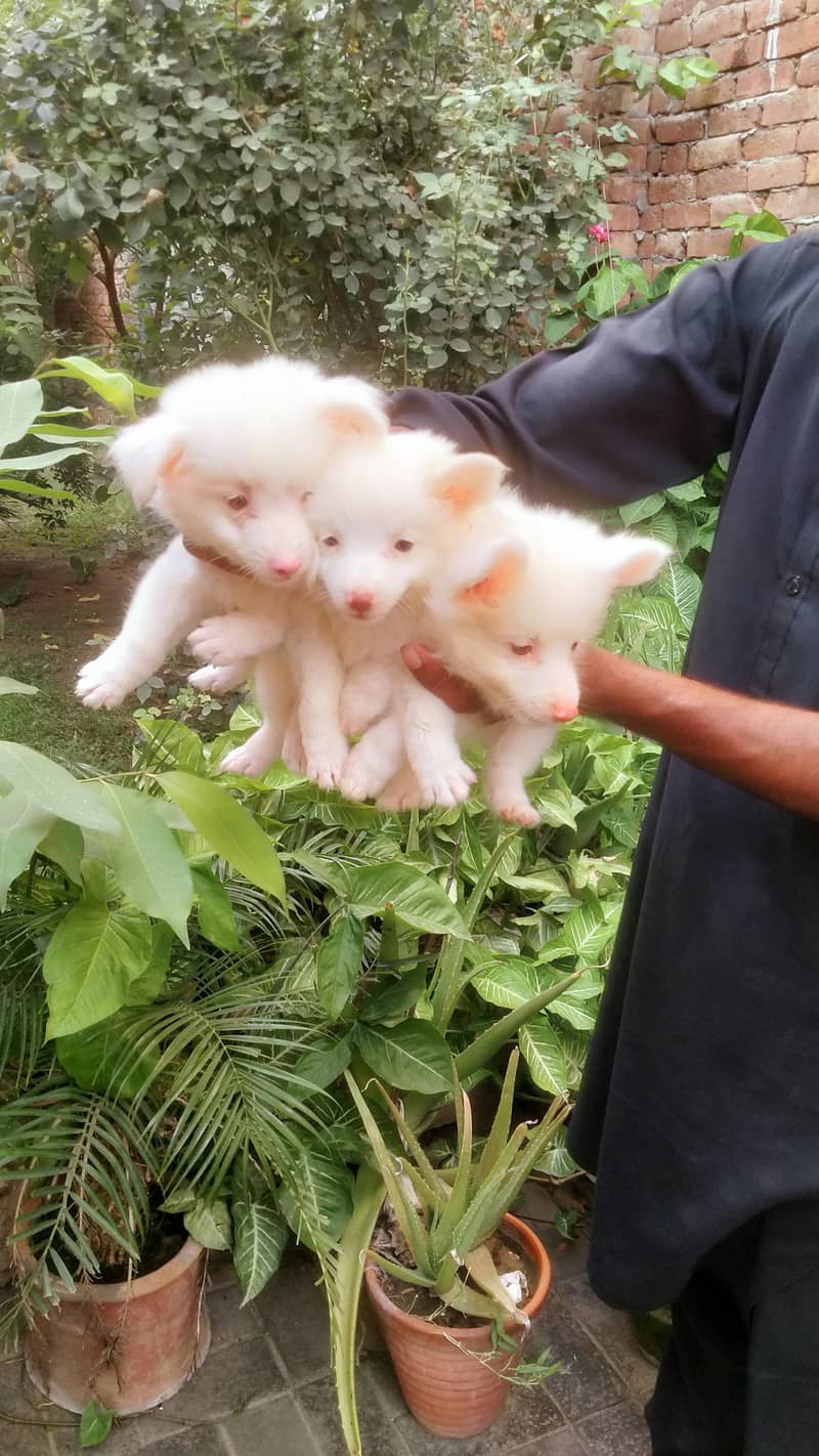 our cute little fluffy dog babies 6
