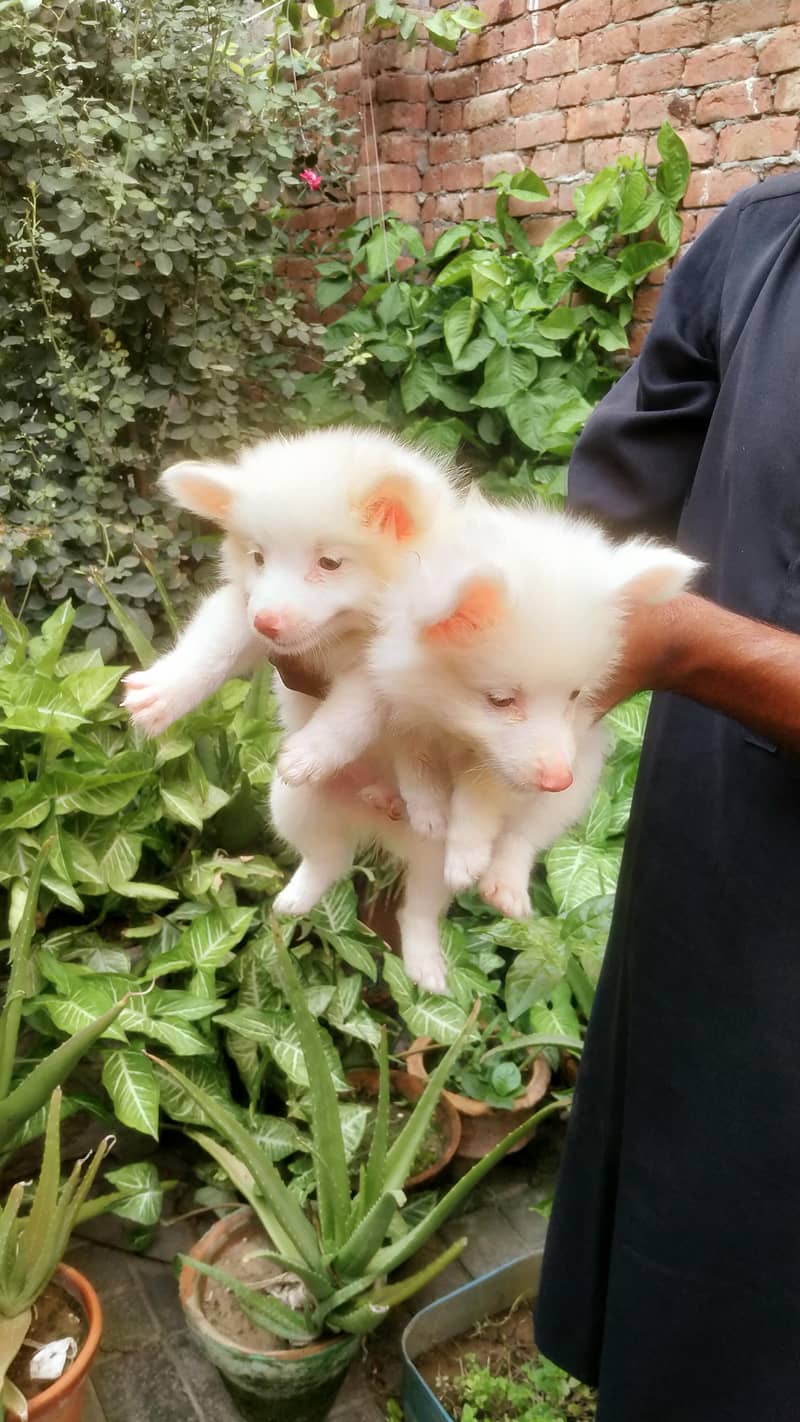 our cute little fluffy dog babies 7