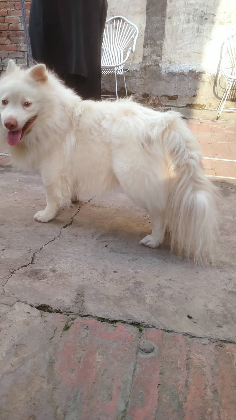 our cute little fluffy dog babies 8