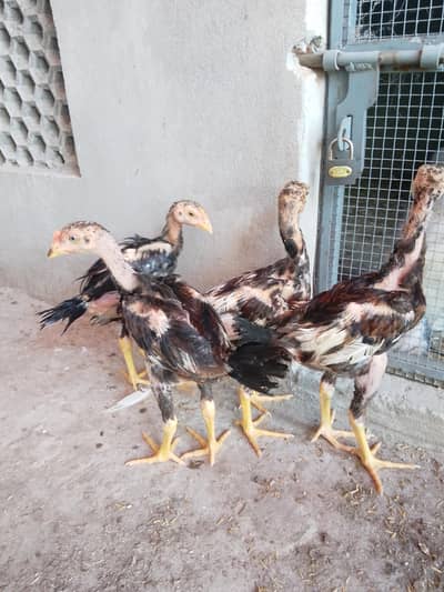 Aseel chicks for sale