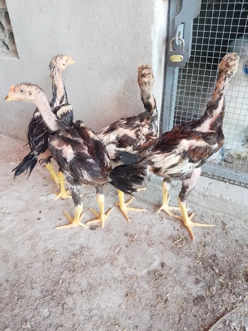 Aseel chicks for sale — photo 2