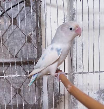 pastel Love Bird
