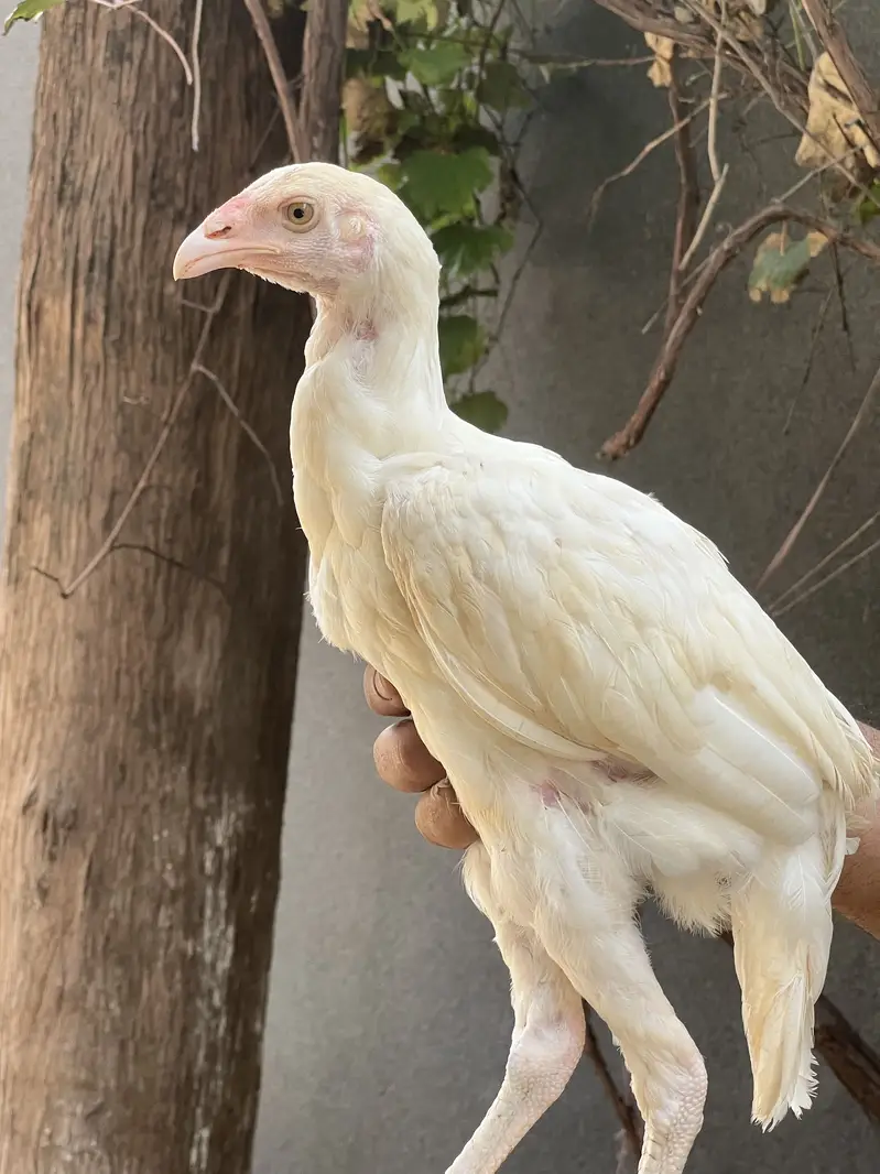 Paper White Heera Aseel — photo 2