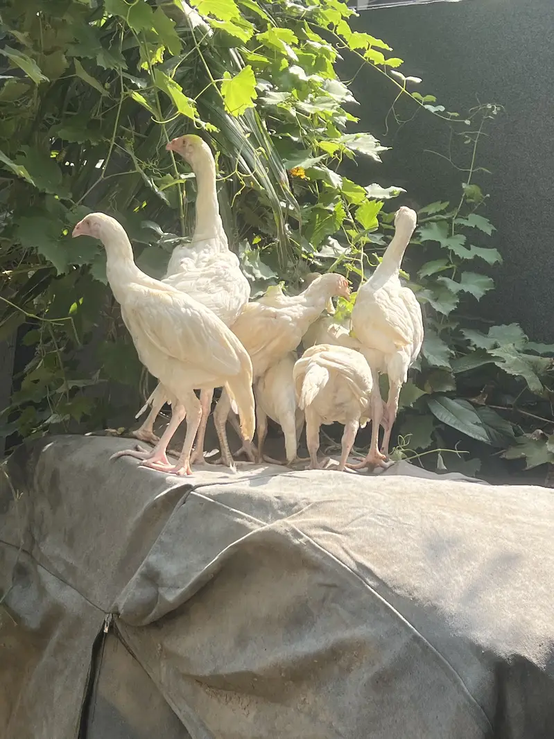 Paper White Heera Aseel — photo 3