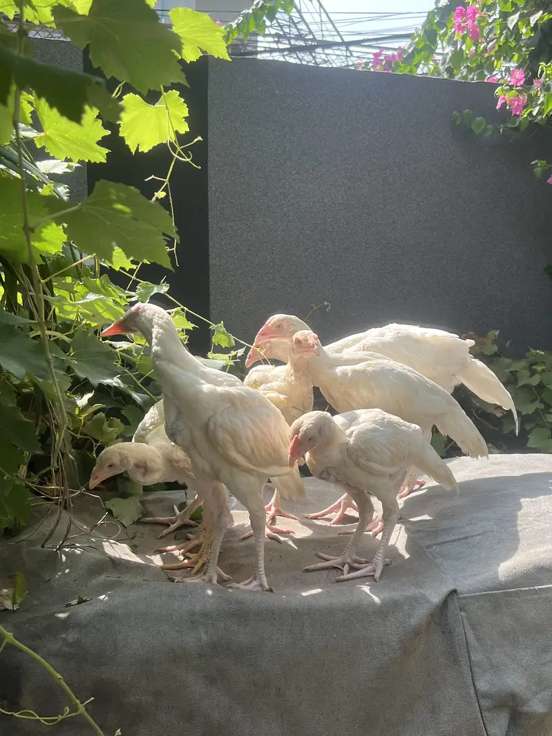 Paper White Heera Aseel — photo 4