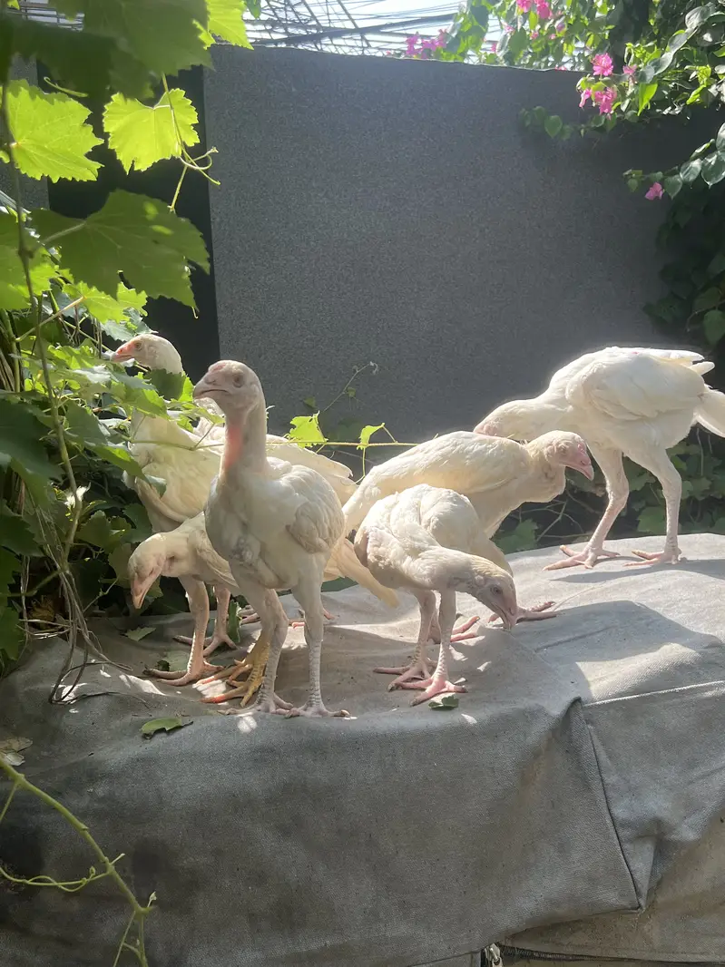 Paper White Heera Aseel — photo 5