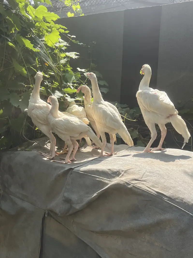 Paper White Heera Aseel — photo 6