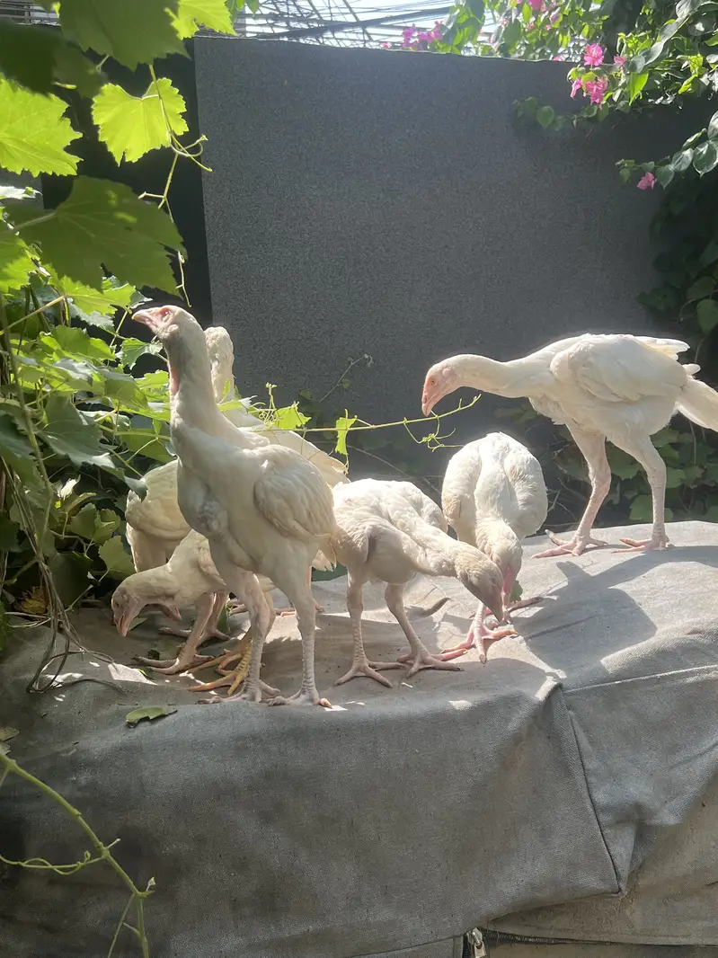 Paper White Heera Aseel — photo 8