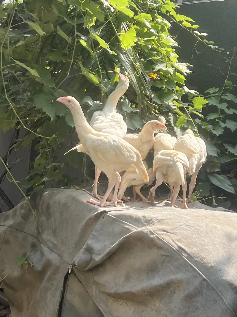 Paper White Heera Aseel — photo 11