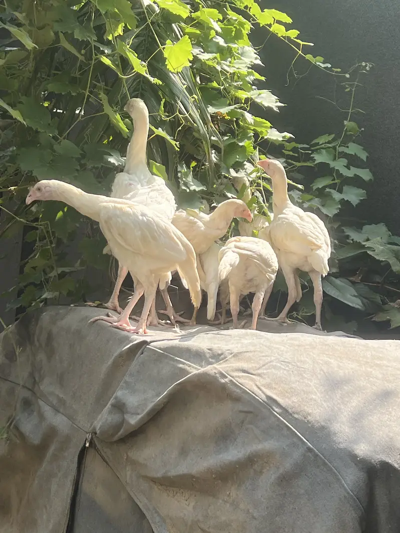 Paper White Heera Aseel — photo 12