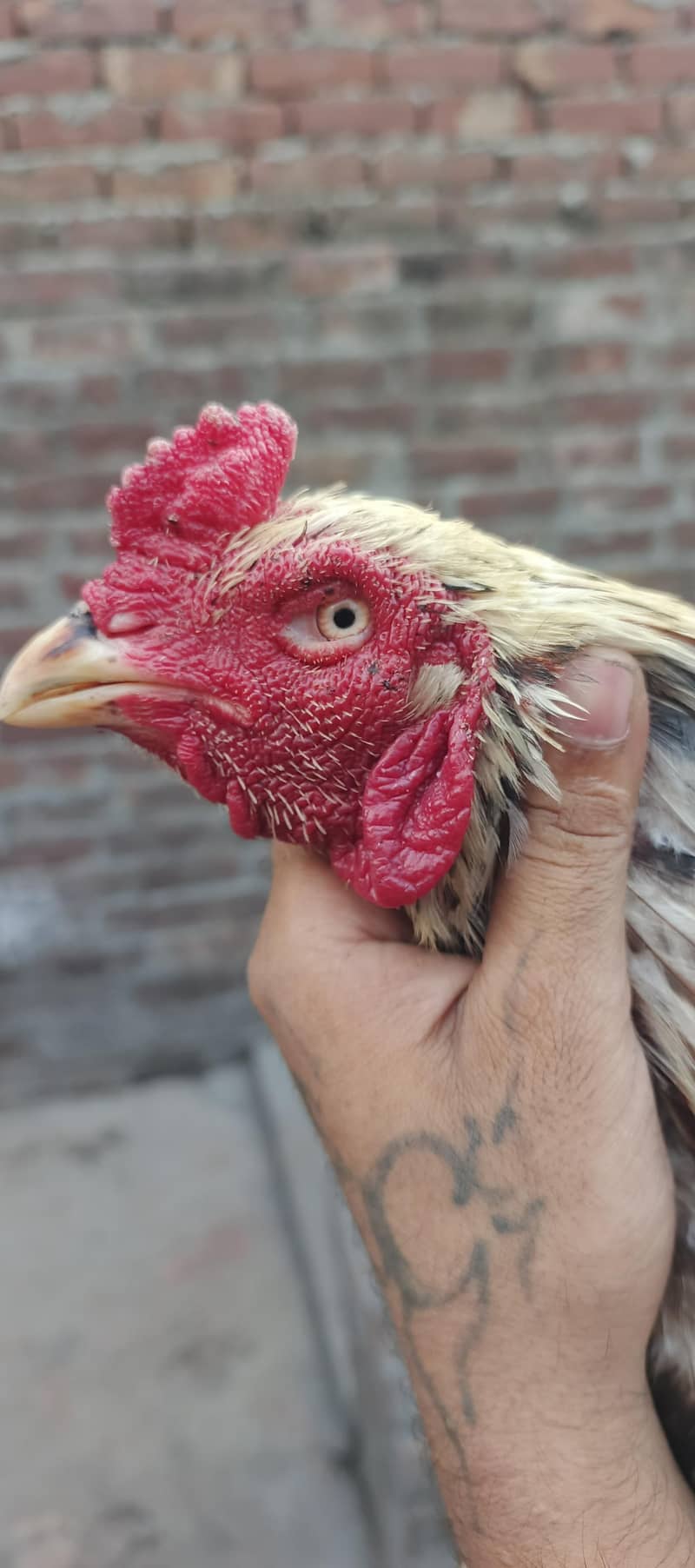 for sale 4