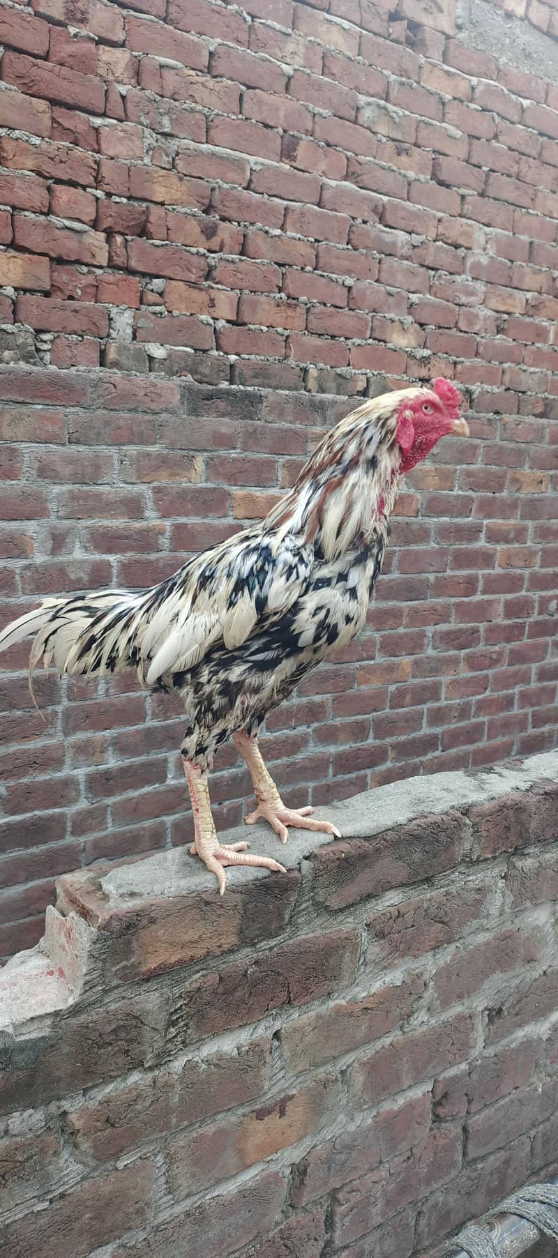 for sale 5