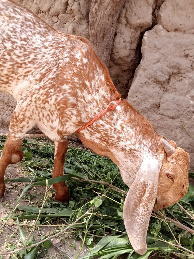 desi Bakra for sale — photo 2