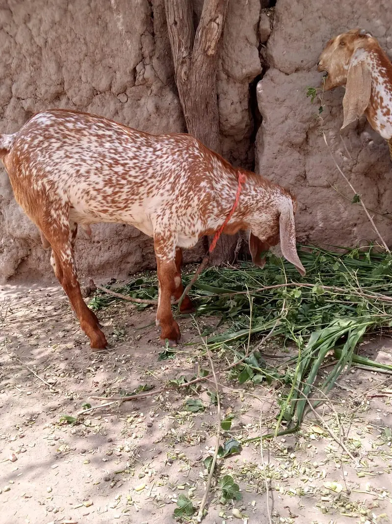 desi Bakra for sale — photo 4