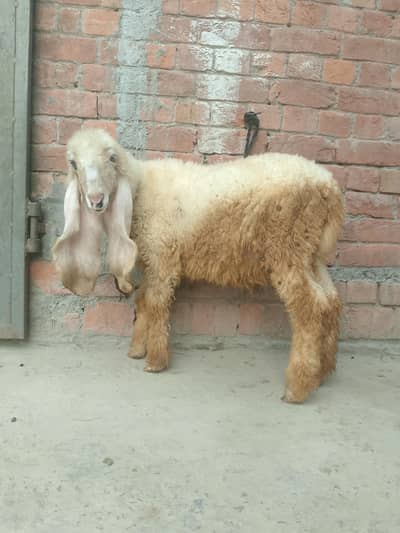 Kajla bacha for sale