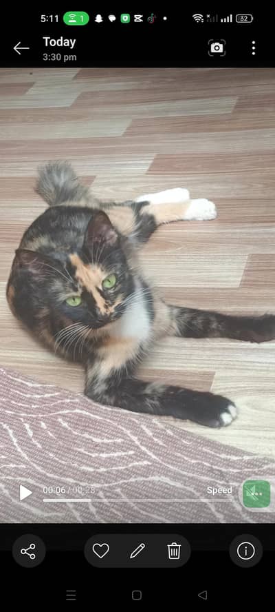 calico cats