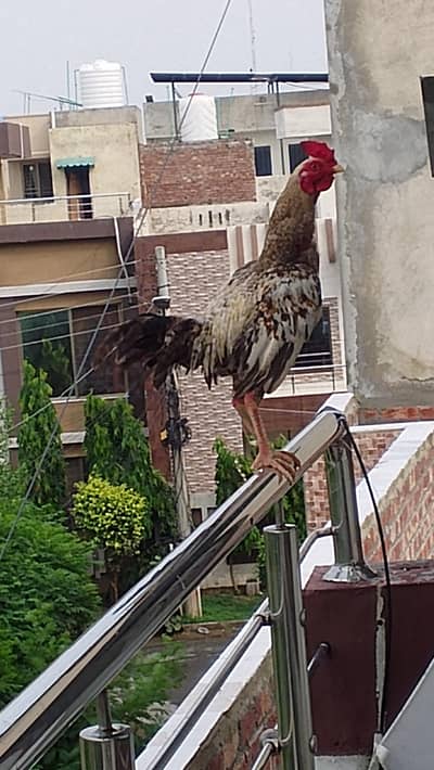 urjant selling hen
