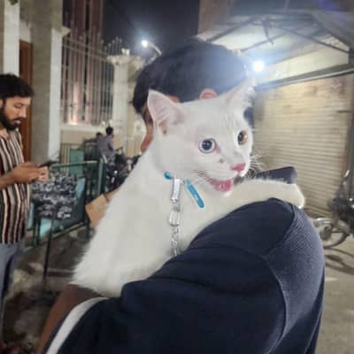 Persian cat for sale