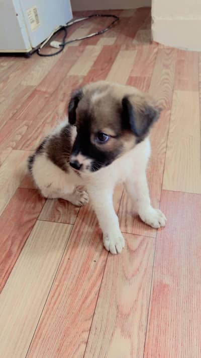 ppy Thai Bangkaew Dog breed