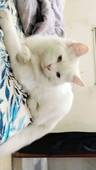 pure persian cat