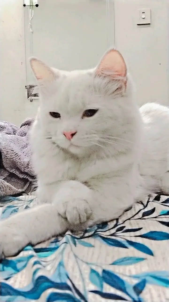 pure persian cat — photo 3