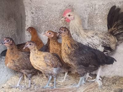 Golden misri hens