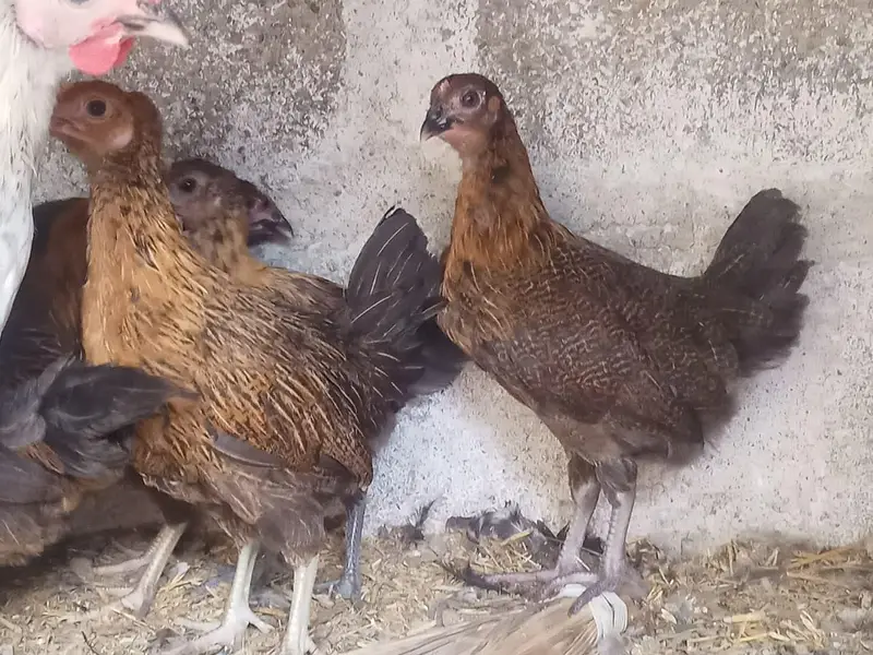 Golden misri hens — photo 2