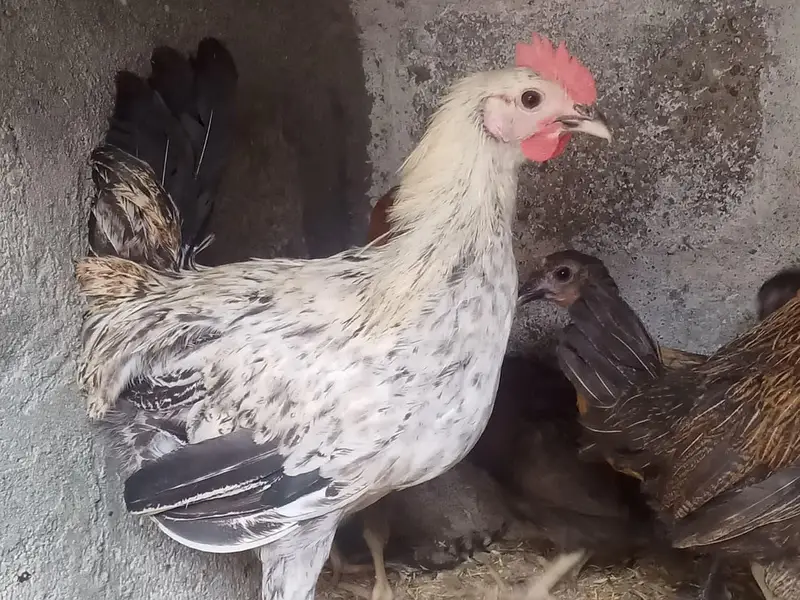 Golden misri hens — photo 3