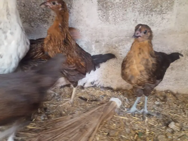 Golden misri hens — photo 4