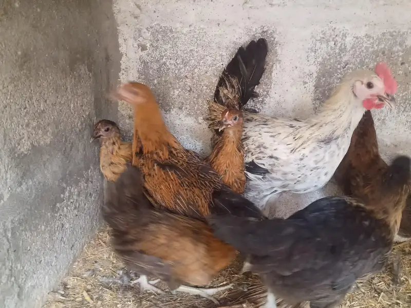 Golden misri hens — photo 5