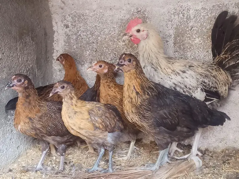 Golden misri hens — photo 6