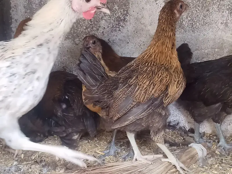 Golden misri hens — photo 7