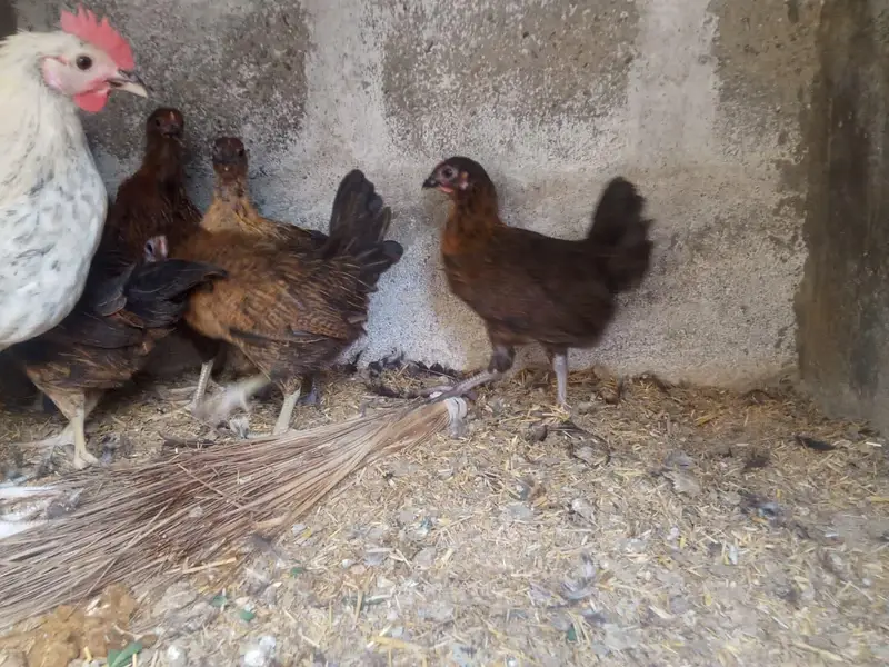 Golden misri hens — photo 8