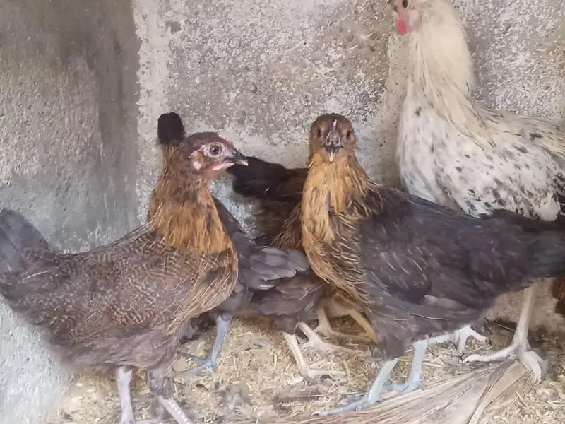 Golden misri hens — photo 9